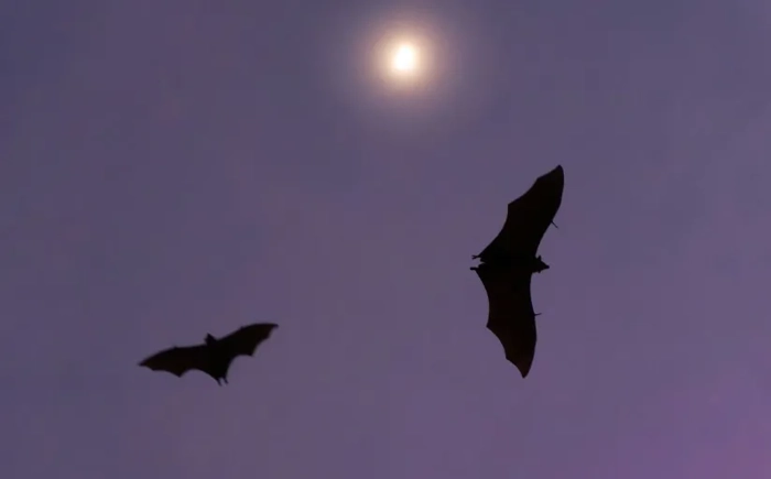 Craft a bat for the Halloween trail!