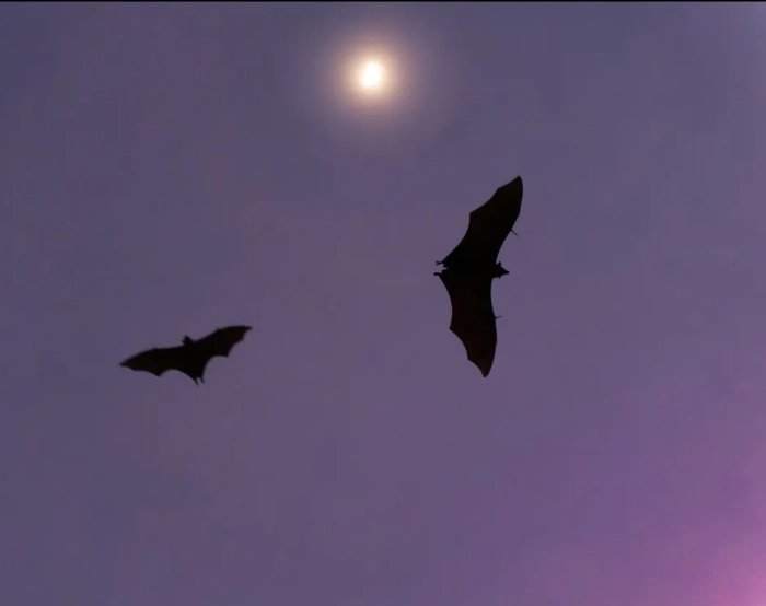Batty Bat Walk